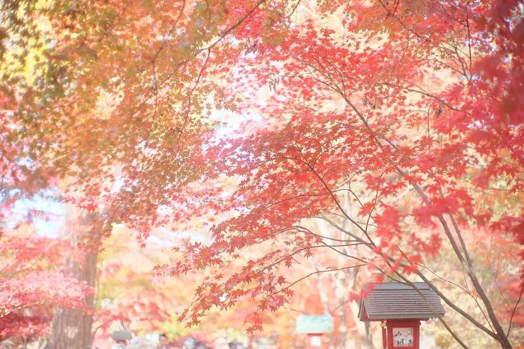 kiccyomuのインスタグラム：「☁️ 2023.12.10 Sun #九品仏 に再度訪問 #浄真寺 は、 真っ赤🍁に色付いてました 綺麗すぎて感動しまくり🤗  location #東京 ❣️ 📷撮影 2023年12月8日」