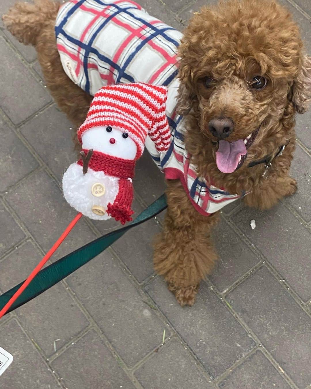 五味隆典のインスタグラム：「爪切り🐶」