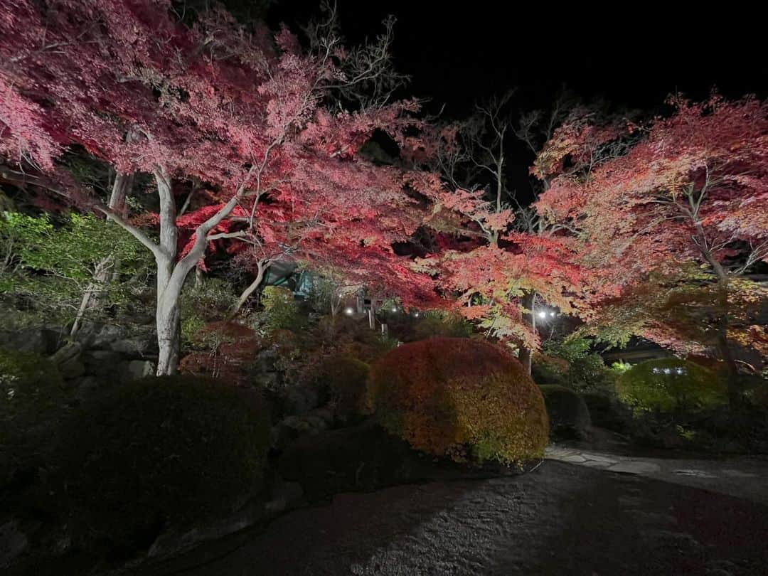 眞家泉さんのインスタグラム写真 - (眞家泉Instagram)「. 2023年、2度目の紅葉中継は 群馬県桐生市の崇禅寺から🍁 （2023/11/28火）  本堂の裏のもみじは真っ赤に染まり、空を覆うように、夜空を明るくしていた🪄 ただ、ここは今夏の猛暑日日数が、全国最多の46日となった場所。 暑さで葉が染まっていなかったり、紅葉する前に枯れ落ちてしまうものもあったり...秋まで続いた暑さは、紅葉にとっても深刻でした。  住職の方は、「全ての紅葉がだめになってしまうほどの暑さになったら、それも自然の摂理...だからこそ、いまみることのできる紅葉を大切に感じてほしい」とおっしゃっていました。  ---------------------------------------- いまの報ステの気象の 大規模な中継は、桜と紅葉ですが、 今年の紅葉中継は「自然災害を生きた紅葉」がテーマでした。 みんなでひとつのものを作り上げること、とても大変だけど、いつもと違う少し特別な気持ちになります。」12月10日 18時50分 - maie_izumi