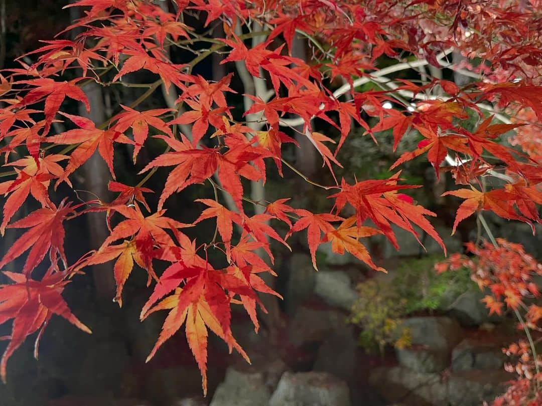 眞家泉さんのインスタグラム写真 - (眞家泉Instagram)「. 2023年、2度目の紅葉中継は 群馬県桐生市の崇禅寺から🍁 （2023/11/28火）  本堂の裏のもみじは真っ赤に染まり、空を覆うように、夜空を明るくしていた🪄 ただ、ここは今夏の猛暑日日数が、全国最多の46日となった場所。 暑さで葉が染まっていなかったり、紅葉する前に枯れ落ちてしまうものもあったり...秋まで続いた暑さは、紅葉にとっても深刻でした。  住職の方は、「全ての紅葉がだめになってしまうほどの暑さになったら、それも自然の摂理...だからこそ、いまみることのできる紅葉を大切に感じてほしい」とおっしゃっていました。  ---------------------------------------- いまの報ステの気象の 大規模な中継は、桜と紅葉ですが、 今年の紅葉中継は「自然災害を生きた紅葉」がテーマでした。 みんなでひとつのものを作り上げること、とても大変だけど、いつもと違う少し特別な気持ちになります。」12月10日 18時50分 - maie_izumi