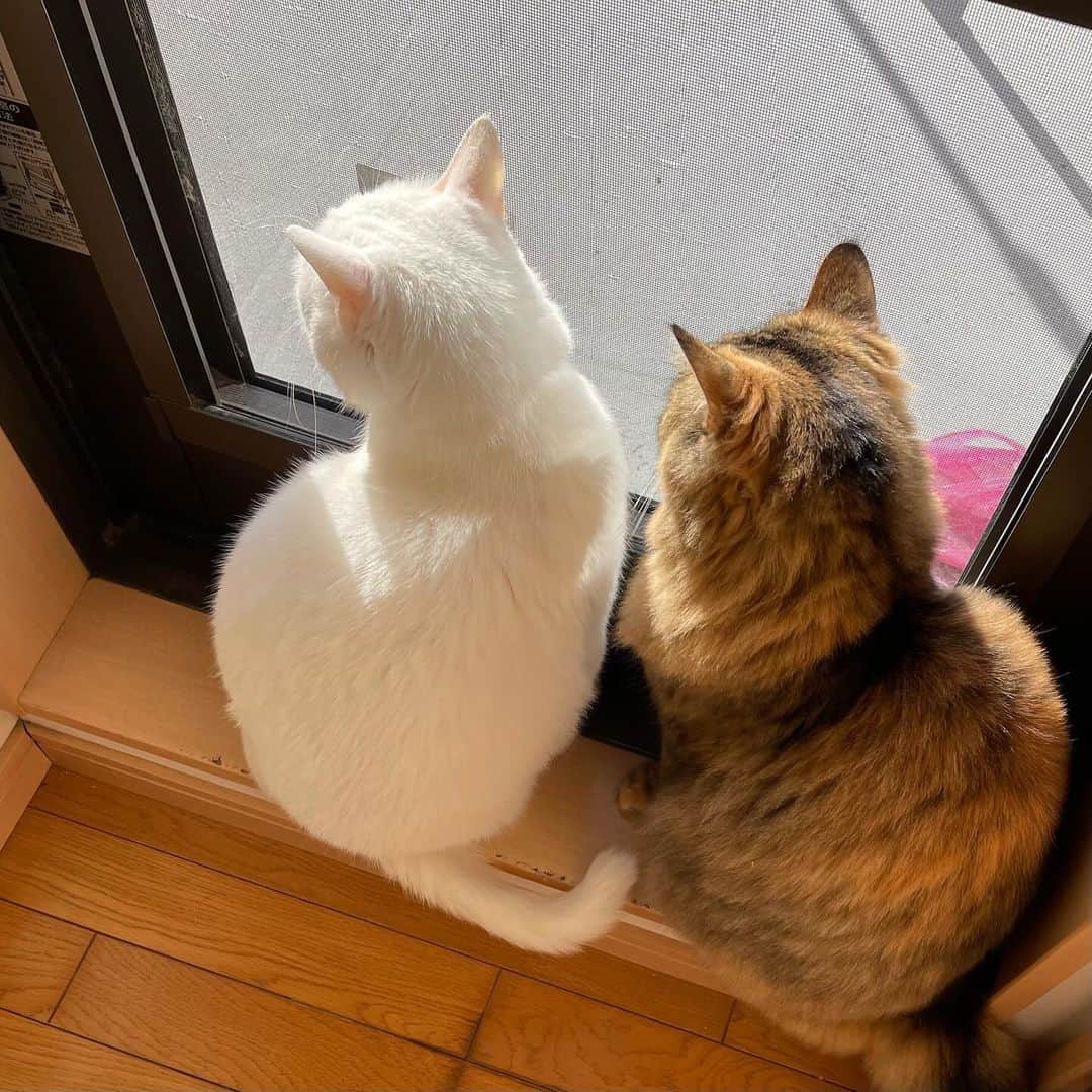 奥村真友里さんのインスタグラム写真 - (奥村真友里Instagram)「ベルが虹の橋を渡りました🌈  9月末に早くて余命1ヶ月と言われて 一時は「あと1年くらい行けるかも！」 って言われるほど持ち直したんだけどね  それでも1ヶ月と言われてから 2ヶ月以上も頑張りました！ すごいねベルさん🤍  優しいベルさん たくさんの幸せをありがとう。  ずっとずっとだいすきだよ！！！」12月10日 19時04分 - mayuri_okumura