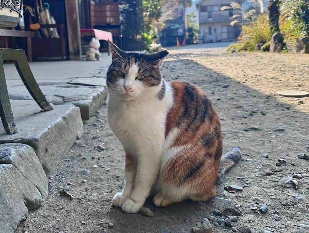 宮田麺児さんのインスタグラム写真 - (宮田麺児Instagram)「猫猫寺の猫　あえば幸運がおとずれる 「福ちゃん」にあいました。 さらに　作家さんともお会いできました。 その後は　京都のサブカル　vouへ  #猫 #サブカル #棒ビル」12月10日 19時17分 - miyatamenji