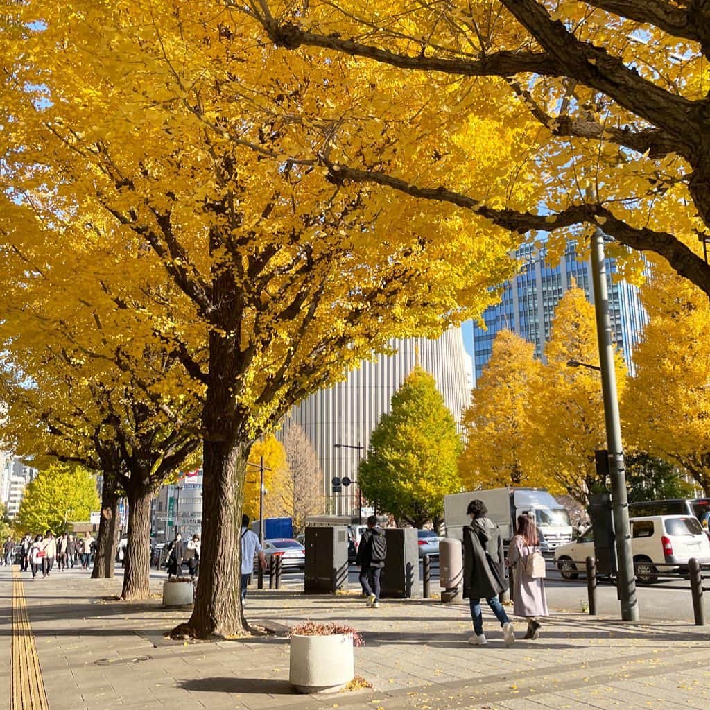 園崎未恵さんのインスタグラム写真 - (園崎未恵Instagram)「均一な黄色が眩しい。 #九段下」12月10日 19時17分 - miemiemie0207