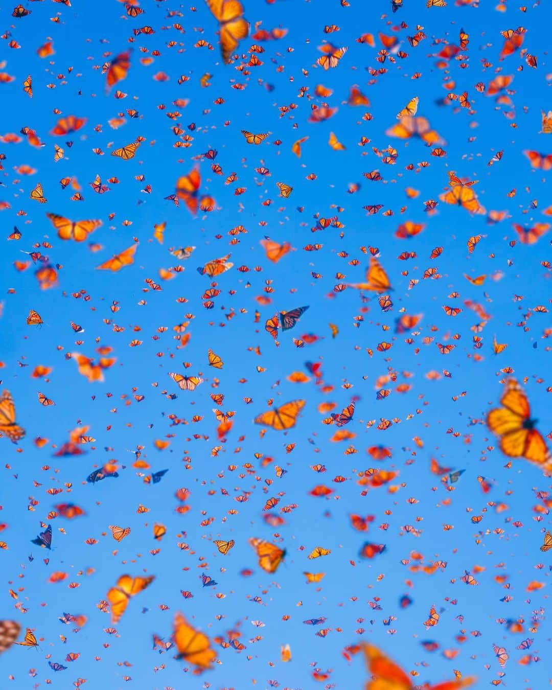 BEAUTIFUL DESTINATIONSのインスタグラム：「@hobopeeba captures the magical dance of the Monarch butterfly migration to Mexico. 🦋🇲🇽 This is a spectacular natural phenomenon where millions of these delicate creatures journey thousands of miles to spend winter in a warmer climate, creating this breathtaking display of orange and black wings as the skies are transformed into a sea of butterflies. ✨  Follow @beautifulmatters for more content like this. ❤️  📽 @hobopeeba 📍 Mexico 🎶 Nicholas Britell - Agape」