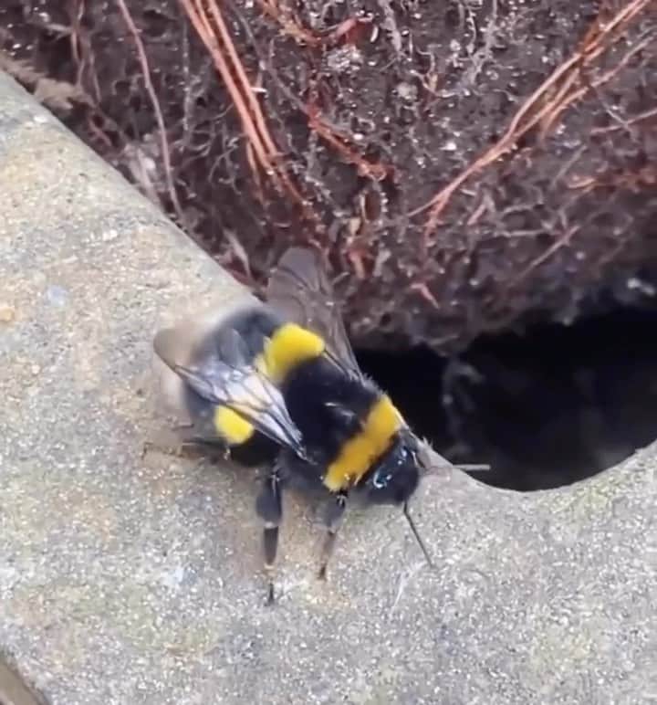 Reformationのインスタグラム：「Biodiversity is super important, which is why we invest in regenerative materials that work with natural systems, support local pollinators, and generally keep the environment happy. Link up top to read more.  📹: @mignonettetakespictures」