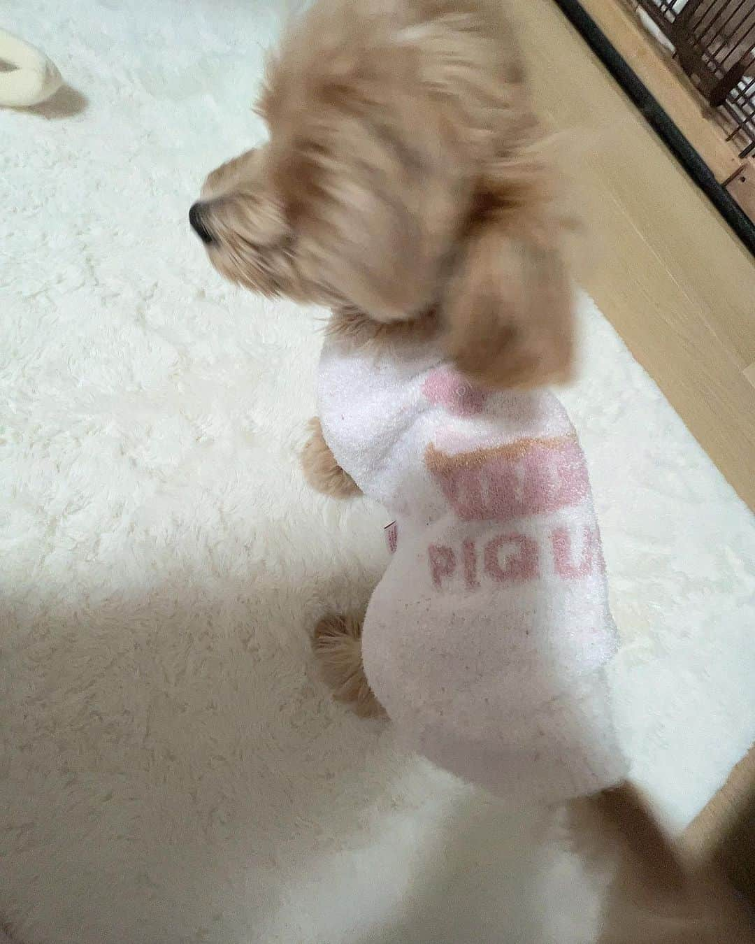 小湊よつ葉さんのインスタグラム写真 - (小湊よつ葉Instagram)「🐶  いただいた洋服着せてみたんだけど、ぶかぶかで可愛すぎる姿をお届け🐾  #子犬 #パピー #犬 #マルプー #うに」12月10日 21時08分 - yotsuha_km0529