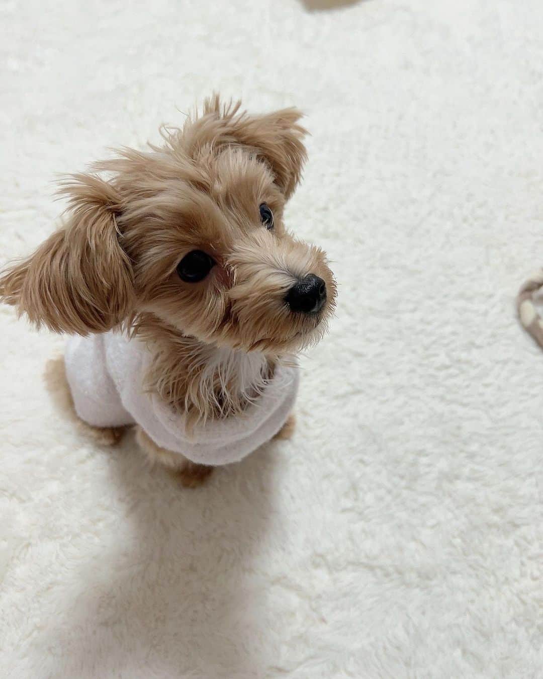 小湊よつ葉さんのインスタグラム写真 - (小湊よつ葉Instagram)「🐶  いただいた洋服着せてみたんだけど、ぶかぶかで可愛すぎる姿をお届け🐾  #子犬 #パピー #犬 #マルプー #うに」12月10日 21時08分 - yotsuha_km0529