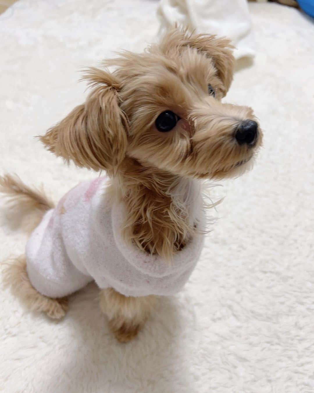 小湊よつ葉のインスタグラム：「🐶  いただいた洋服着せてみたんだけど、ぶかぶかで可愛すぎる姿をお届け🐾  #子犬 #パピー #犬 #マルプー #うに」