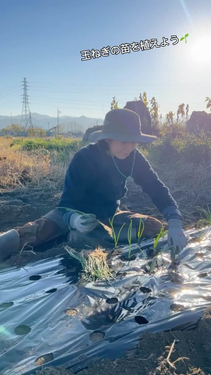 AYUMIのインスタグラム：「玉ねぎの苗を植えました🌱  お天気が良くて汗をかきながら 畑で自然遊び🍀  癒しの時間です💚  #元気で大きくなぁれ💫   #AYUMI楽農 #夫婦で #畑 #自然のある暮らし  #畑のウェア #montbell」