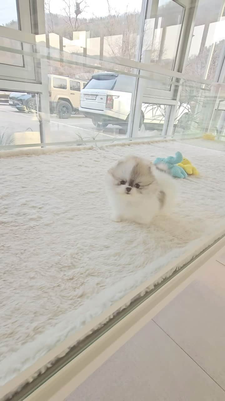 Rolly Pups INCのインスタグラム：「❤️MARLENE❤️ #pomeranianpuppy #teacuppomeranian」