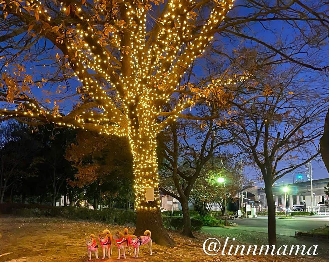 linnmamaのインスタグラム：「よく行く公園にイルミネーション✨発見😊〜今年はイルミネーションを見に行くのを諦めてたからうれしかったね🥰〜①ただひとつのイルミネーション✨が素敵💓〜②このときはまだイルミネーションがあるなんて知らずに歩いてました🐾〜③わぁーい、何かピカピカ✨キラキラ✨見えるよ〜ウキウキランラン歩いたよ🐾〜例年今ごろは木曽三川公園のイルミネーション✨を見に行ってたけど、今年は麗の足のこともあって、人混みは避けている我が家にとって、夕方散歩の公園のイルミネーション✨はうれしいサプライズでした😍〜麗は朝、夕のごはん🍚完食〜なぜか私の手からしか食べないけど、そんなこと全然構わないよ😅〜今できることを精一杯、それで十分‼️〜今日も元気でありがとう❣️ ＊ ＊ ＊ #柴犬#dog #柴犬凜の勇気凜々every day #shibastagram #my_eos_photo #eosr6 #eosr10  #ドッグフォトグラファーズ #iphone12 #iphone12promax  #2024凜ファミリーカレンダー発売中 #プロフィール欄からどうぞ #Amazon、楽天でも販売中 #夕方散歩 #写活  #イルミネーション #荒子川公園」