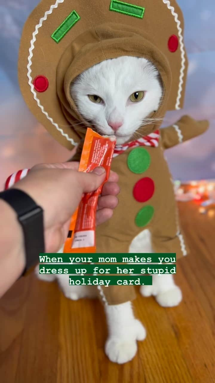 モヒートのインスタグラム：「Still my favorite cat Christmas photo. I don’t think I can outdo this one😂 #catmom #christmas #cat #funnycat #christmascard」