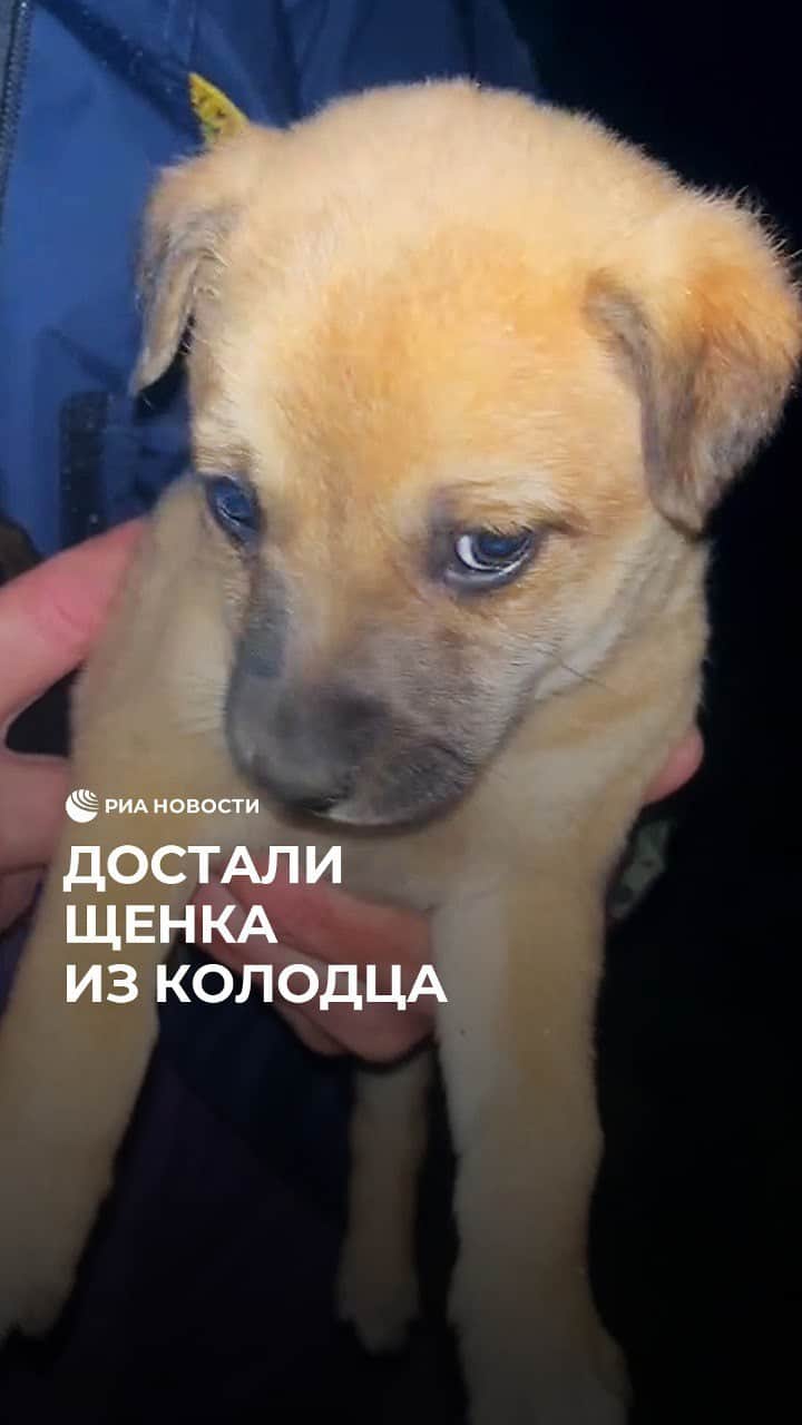 RIAノーボスチのインスタグラム：「В приюте в Краснодарском крае спасли щенка. Бедняга упал в колодец, который оказался слишком глубоким. Без помощи со стороны достать песика не получилось. Тогда на место выехали спасатели. С помощью альпинистского снаряжения и треноги они вытащили малыша и передали волонтерам.」