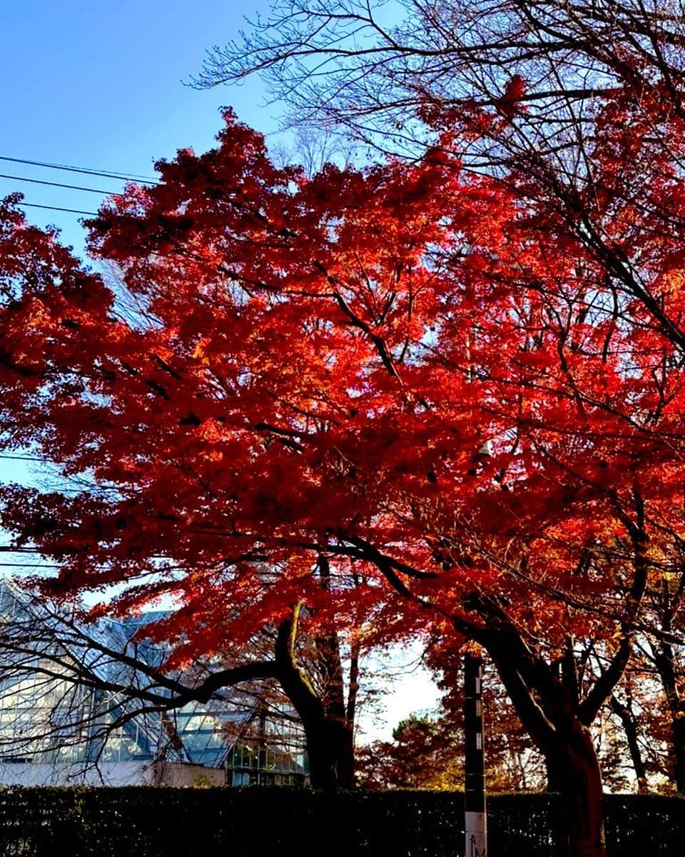 粕谷雄太のインスタグラム：「紅葉が綺麗ですねー！！」
