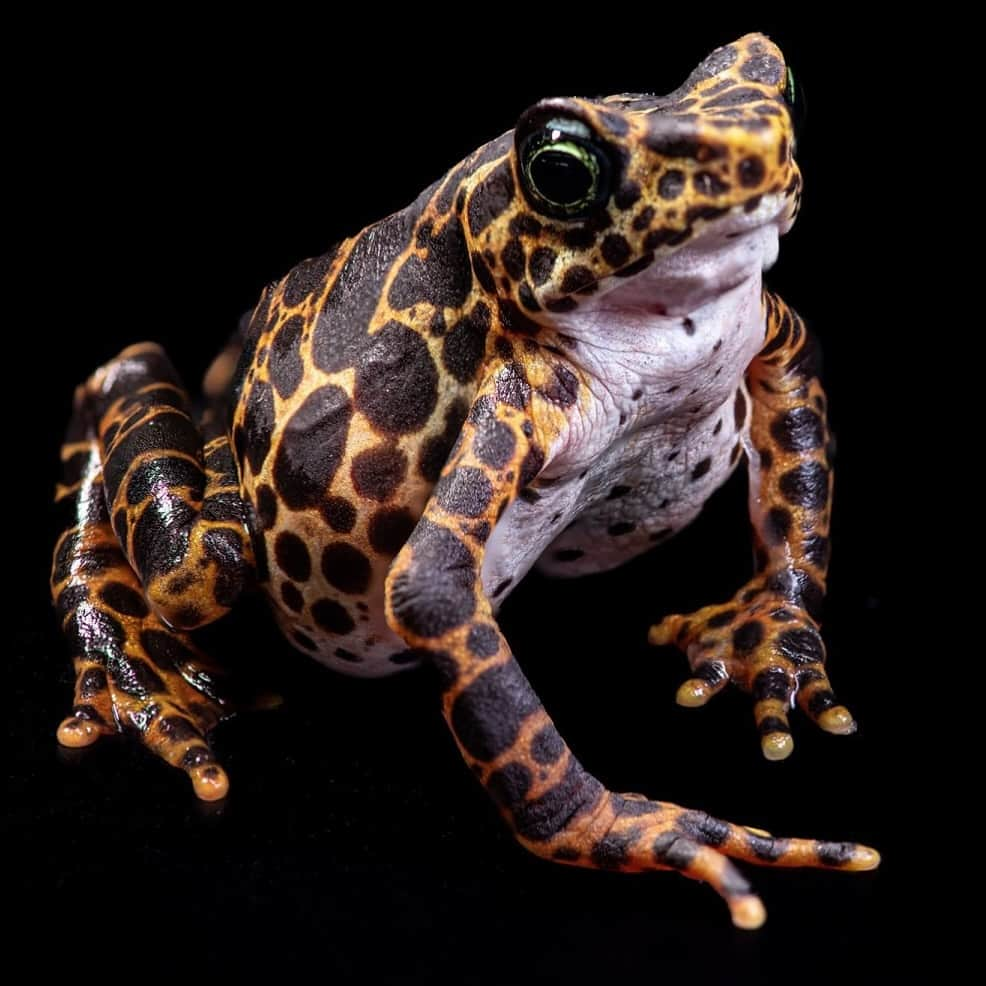 スミソニアン博物館のインスタグラム：「This little friend is a Toad Mountain harlequin frog, an endangered species from the Darién region of Panama. This and other species are protected by the Panama Amphibian Rescue and Conservation Project (PARC).  PARC is a collaborative effort between @SmithsonianPanama and the @SmithsonianZoo as well as Cheyenne Mountain Zoo and Zoo New England. To help rescue and preserve the 12 endangered species of amphibians on their list, PARC scientists have focused on breeding endangered amphibians as well as finding ways to reduce the impact of disease so they can be released back into the wild.  #OurSustainablePlanet #COP28」