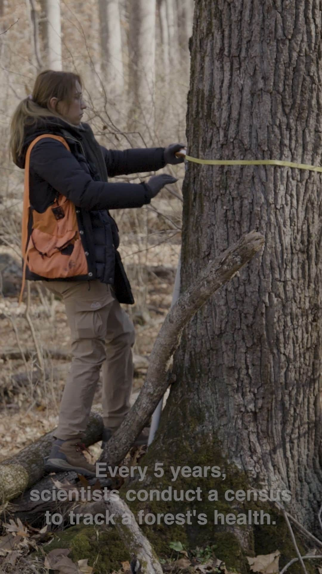 スミソニアン国立動物園のインスタグラム：「Forest Global Earth Observatory (ForestGEO) is a global network of forest research sites and scientists who are active in 77 forest research sites across the Americas, Africa, Asia, Europe, and Oceania. That's seven million trees!   Every five years, scientists conduct a survey of their research site to assess the long-term health of the forest. In Front Royal, Virginia, our census team just finished their survey of over 50,000 trees! This data will help our researchers understand the health and wellbeing of this specific forest and get a better understanding of how climate change is affecting the planet.  #OurSustainablePlanet #COP28」