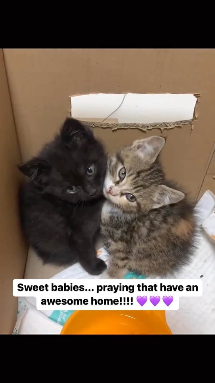Cute Pets Dogs Catsのインスタグラム：「Sweet babies… praying that have an awesome home!!!! 💜💜💜  Credit: adorable @吃我一口仙女屁 | DY (*read note below) ** For all crediting issues and removals pls 𝐄𝐦𝐚𝐢𝐥 𝐮𝐬 ☺️  𝐍𝐨𝐭𝐞: we don’t own this video/pics, all rights go to their respective owners. If owner is not provided, tagged (meaning we couldn’t find who is the owner), 𝐩𝐥𝐬 𝐄𝐦𝐚𝐢𝐥 𝐮𝐬 with 𝐬𝐮𝐛𝐣𝐞𝐜𝐭 “𝐂𝐫𝐞𝐝𝐢𝐭 𝐈𝐬𝐬𝐮𝐞𝐬” and 𝐨𝐰𝐧𝐞𝐫 𝐰𝐢𝐥𝐥 𝐛𝐞 𝐭𝐚𝐠𝐠𝐞𝐝 𝐬𝐡𝐨𝐫𝐭𝐥𝐲 𝐚𝐟𝐭𝐞𝐫.  We have been building this community for over 6 years, but 𝐞𝐯𝐞𝐫𝐲 𝐫𝐞𝐩𝐨𝐫𝐭 𝐜𝐨𝐮𝐥𝐝 𝐠𝐞𝐭 𝐨𝐮𝐫 𝐩𝐚𝐠𝐞 𝐝𝐞𝐥𝐞𝐭𝐞𝐝, pls email us first. **」