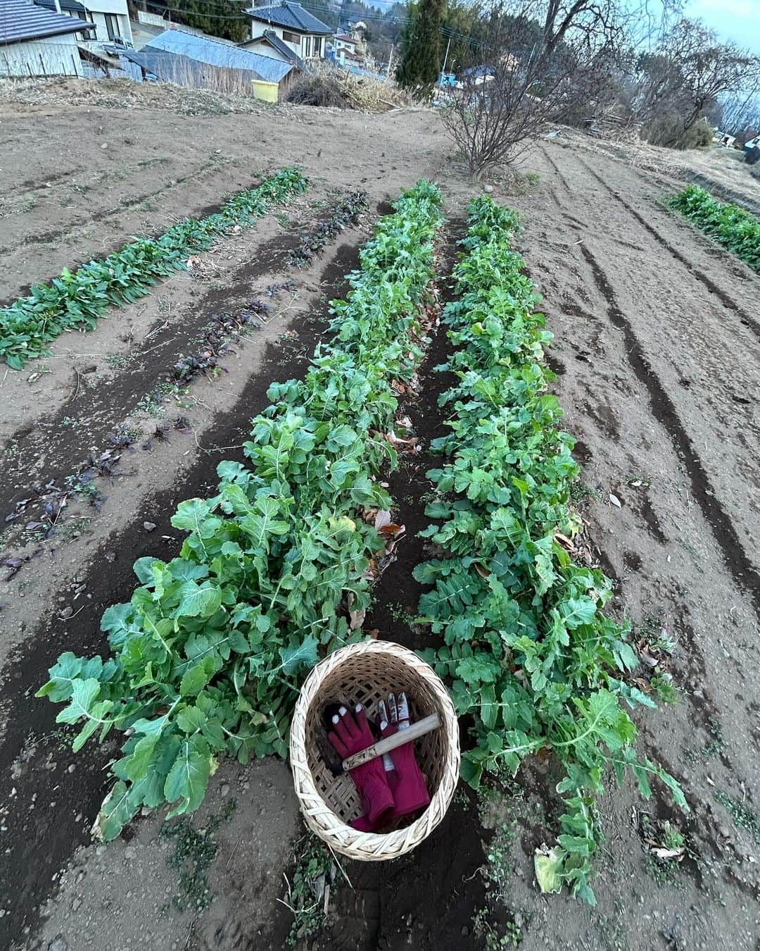奥井雅美のインスタグラム：「田舎でお借りしてる畑。 大家さんが天使なので👨‍🌾ほとんどお世話をせずに… お任せっきりですが、大根とほうれん草がたくさん🥬 大根は白い部分は小さいのですが葉が立派で笑 私はパスタやら、お味噌汁やら、あれこれに使うので嬉しいです。 昨日収穫したけど、見た目がぜんぜん変わらなく減った感じがしない畑さんです。 帰りにダニー🏠に少しお裾分けにいきました。 なんかすでに🍶ご機嫌さん🐒やったしw 少し暖かい冬ですが、きっと急にマイナスとかになるのかも？！と、お家の水抜きをして帰ってきました。大根も凍るから、2週間くらいの間にまた行って収穫せねばです。 ピアノ🎹練習で頭がいっぱいで、なんだか大掃除とか、年末年始の事が手をつけられない奥井ですが、頑張ります🐣💦  ぴーえす 今日、マサミコブシ〜歌謡曲編〜のTDチェックをしました。私はいつも聴いてる環境で、いろいろ聴くのが好きでね、特に車。。。 なんか渋滞も楽しく過ごせました😚」