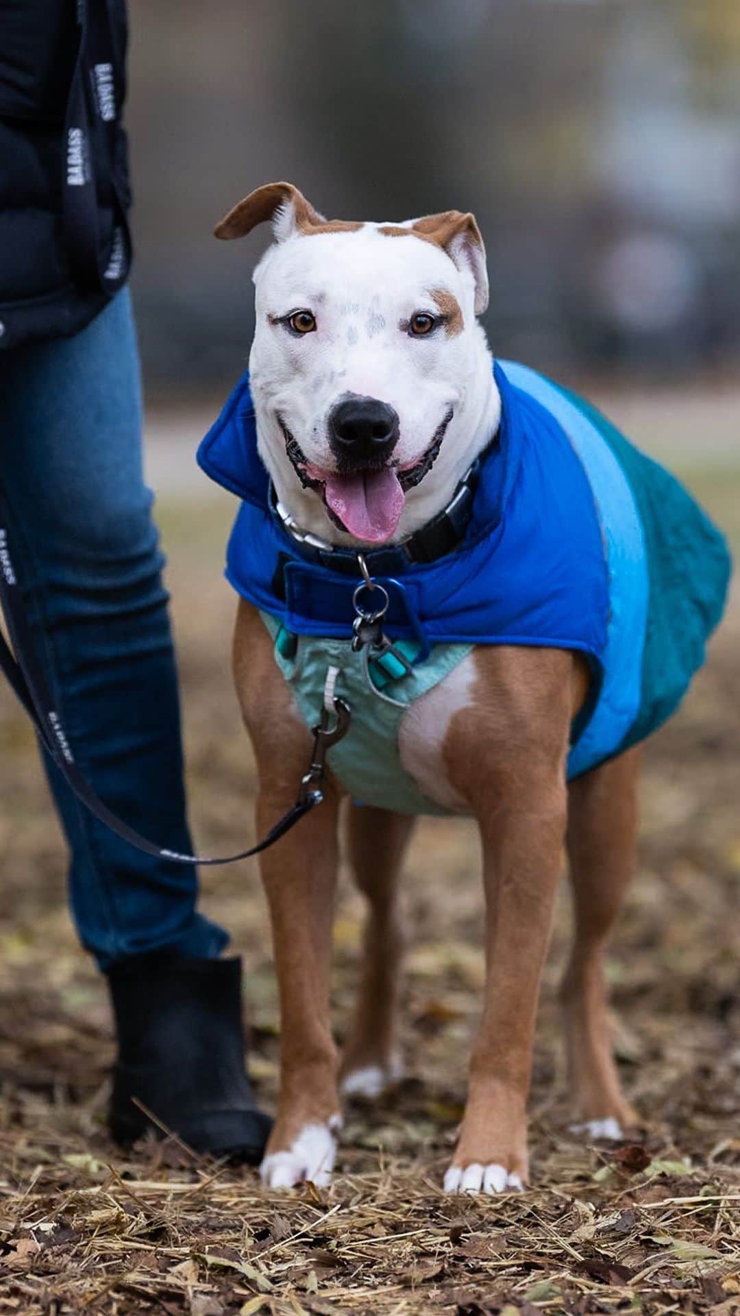 The Dogistのインスタグラム：「ADOPTABLE: Eros, Pit Bull mix (2 y/o), Fort Greene Park, Brooklyn, NY • “He’s a lovebug. He’s great with people and kids and loves other dogs. He would thrive outside of the city – he’ll go hiking, he’s a perfect running dog. He’s doing so much better – when we first got him, he didn’t want to even leave the apartment. He’d go to the tree right outside, and now we’re walking around.”  Eros is adoptable now via @badassanimalrescue!」