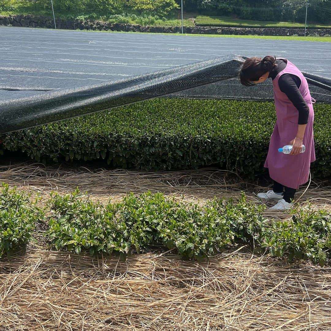 アイリス・ロウさんのインスタグラム写真 - (アイリス・ロウInstagram)「Tea harvest in April ⛰️💭  I learnt so much from each farm ~* thank you」12月11日 1時33分 - lirisaw