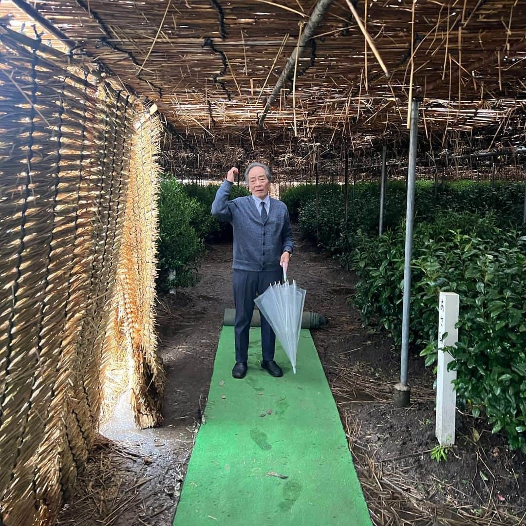 アイリス・ロウさんのインスタグラム写真 - (アイリス・ロウInstagram)「Tea harvest in April ⛰️💭  I learnt so much from each farm ~* thank you」12月11日 1時33分 - lirisaw