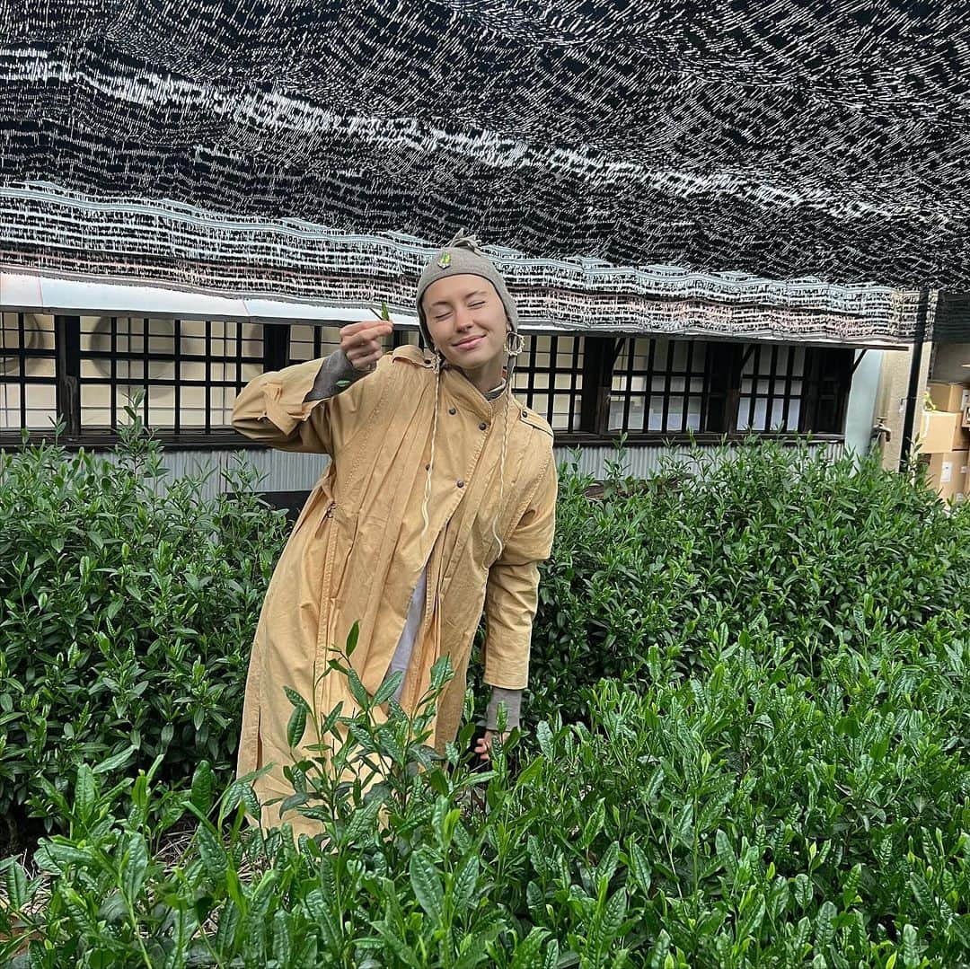 アイリス・ロウさんのインスタグラム写真 - (アイリス・ロウInstagram)「Tea harvest in April ⛰️💭  I learnt so much from each farm ~* thank you」12月11日 1時33分 - lirisaw