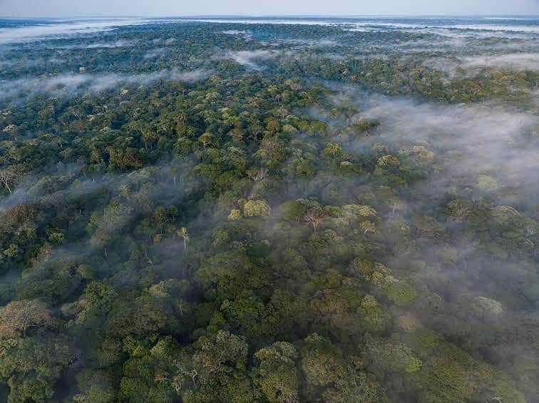 thephotosocietyのインスタグラム：「Photo by @christianziegler // A vast wilderness.   There are not many places in the world where you can photograph wild bonobos - our closest living relative. Bonobos live only in the dense tropical forests south of the Congo River in Central Africa, it’s a vast expanse of forest, peatlands and savannah that spans more than 2 million km2. The Congo Basin is one of the few wildernesses left on Earth.  I spent 12 weeks in 2021 and 2022 following bonobos at Lui Kotale and I got a glimpse of the bonobo’s secret lives. At moments they seemed almost human; the familiarity of their hands or a certain curiosity in their eyes. At other times I felt like an onlooker into their peaceful world, embarrassed by my species, our history and, potentially, our inability to save them in the wild.   Bonobos are endangered and protected by law but their numbers continue to drop as they are hunted for bush meat and the wildlife trade, and their habitat is lost. Perhaps just 15,000 of these beautiful animals remain in the wild. But our closest living relative lives here, and only here - south of the Congo River. If bonobos do not survive here, they will not survive anywhere.   German researchers from Max-Planck-Institute for Animal Behavior @mpi_animalbehav, Barbara Fruth and her husband Gottfried Hohmann, have been studying wild bonobos for almost 30-years, and 18 years at Lui Kotale.   An aerial image of the area where the Lui Kotale research camp is based, on the edge of Salonga National Park, DRC.   #congo # rainforest  @mpi_animalbehav @thephotosociety @photojournalism @maxine_mpiab @maxplanckgesellschaft  Follow me @christianziegler for more images and stories.」