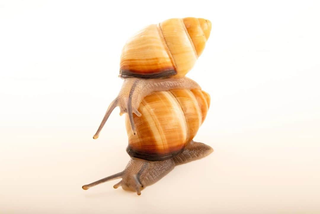 Joel Sartoreのインスタグラム：「O’ahu tree snails, known locally as kāhuli or pūpū kani oe, are recognized as the voices of the forest, playing an important role in Hawaiian culture and oral history. Described as singing, these small creatures have been the inspiration for traditional Hawaiian songs and chants called “mele”. Nocturnal in nature, O’ahu tree snails spend their time in native trees and bushes where they graze on fungi. Today, the greatest threat to this species, and others like it, comes from introduced predators such as rats, Jackson’s chameleons, and especially the predatory snail Euglandina rosea. Photo taken at the Snail Extinction Prevention Program (SEPP) in Honolulu, Hawaii.  This December, we’re counting down to the anniversary of the Endangered Species Act on December 28th. Each day, we’ll feature a different species protected by this act so you can learn more about their stories. #snails #Oahu #animal #wildlife #photography #animalphotography #wildlifephotography #studioportrait #PhotoArk #HopeForSpecies @insidenatgeo」