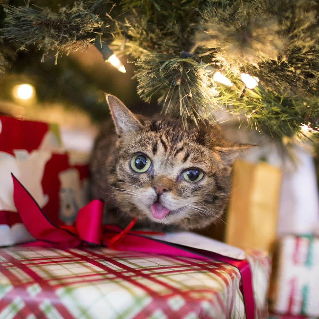 Lil BUBのインスタグラム：「Not too late to give the Gift of BUB! Today is the last day to order select BUB items in time for Christmas, link in bio!  15% Off applied at checkout + free Holiday Magnet and Christmas Cards.  Every order placed supports Lil BUBs' Big FUND for Special Needs Pets.  #lilbub #pacesetter #giftofbub #goodjubbub」