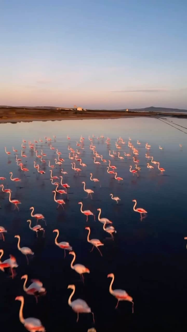 Instagramersのインスタグラム：「Enjoy nature with @igers_sardegna   Ma quanto è bello quando la natura si riprende i suoi spazi?   Il best of #IOSCELGOLASARDEGNA di oggi ci porta ad ammirare la bellezza dei fenicotteri nel loro habitat naturale!   Complimenti @m.pintore il best oggi è tutto tuo 👏🏻👏🏻👏🏻  Selezione a cura di @antonellamarteddu92  . . . . . . .  #sardegna #fenicotteri  #2023 #sardinia #viaggiaresottocasa #italiadascoprire #visitsardinia #sardegnaofficial #igersardegna #destinationitaly #ilikeitaly #italia #earthpix #visitsardinia #italysegreta #dafareinsardegna #italianvillages #localwithme #viaggioinitalia #viaggiarechepassione #italysegreta #visitsardinia #ilikeitaly #stintino  #italy_vacations #thegrandtouritaly #igerstube #igers」