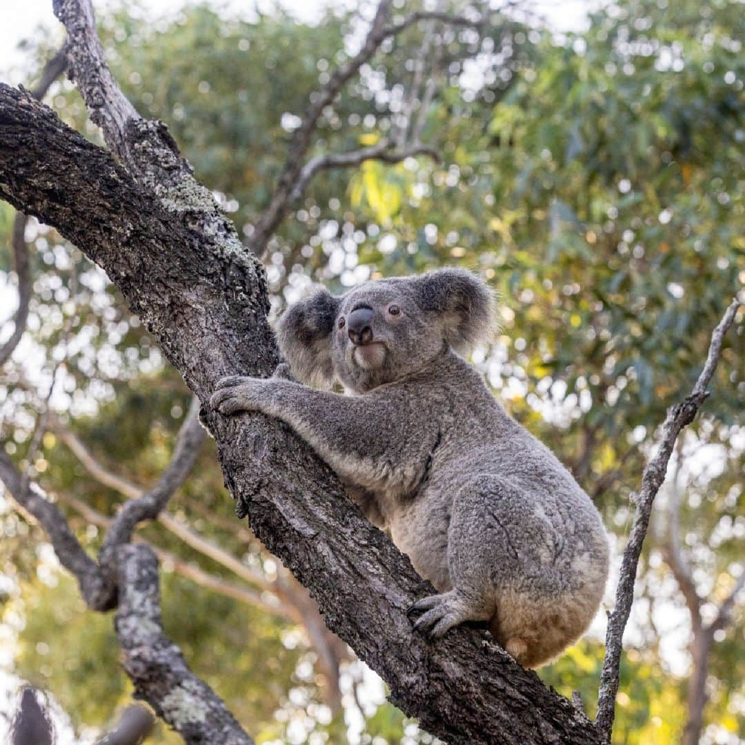 タロンガ動物園さんのインスタグラム写真 - (タロンガ動物園Instagram)「Looking for the 'purr-fect' present for the animal lover in your life? With only two weeks to go until Christmas, look no further as we've got you covered with an adorable animal adoption 🐯  With eight animals to choose from, a Zoo Parent animal adoption is a gift that saves wildlife, is sustainable and easy to send 🌱 Each e-adoption comes with a personalised certificate, fact sheet and updates about your chosen species.   P.S. As a bonus gift with your animal adoption this Christmas, we’re giving away three special hampers to new Zoo Parents. Order your animal adoption by December 17th and you’ll automatically enter the draw to WIN! * One entry for every adoption purchased. *T&C’s apply.  Link in bio to grab your Zoo Parents adoption this Christmas 🎄」12月11日 15時30分 - tarongazoo