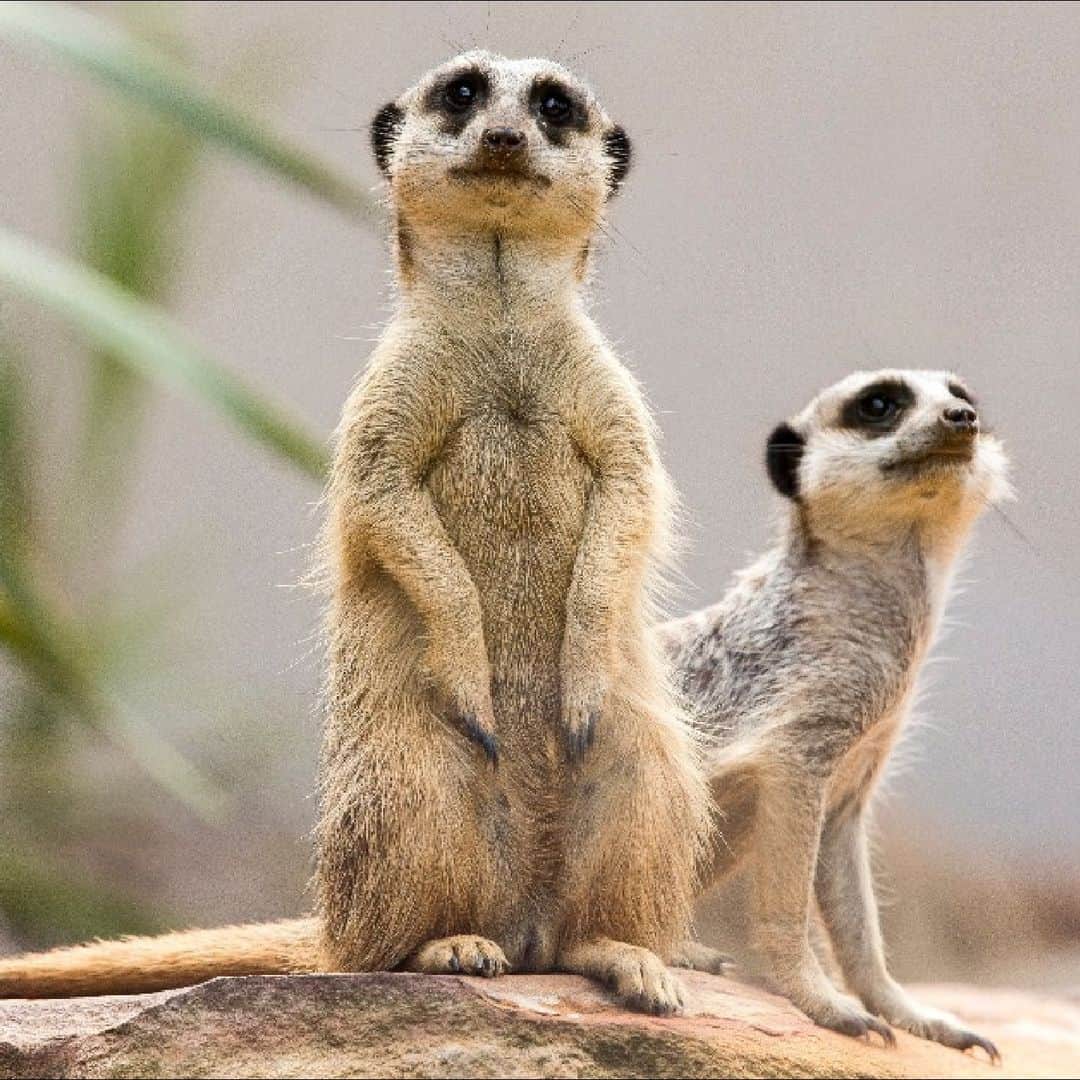 タロンガ動物園のインスタグラム：「Looking for the 'purr-fect' present for the animal lover in your life? With only two weeks to go until Christmas, look no further as we've got you covered with an adorable animal adoption 🐯  With eight animals to choose from, a Zoo Parent animal adoption is a gift that saves wildlife, is sustainable and easy to send 🌱 Each e-adoption comes with a personalised certificate, fact sheet and updates about your chosen species.   P.S. As a bonus gift with your animal adoption this Christmas, we’re giving away three special hampers to new Zoo Parents. Order your animal adoption by December 17th and you’ll automatically enter the draw to WIN! * One entry for every adoption purchased. *T&C’s apply.  Link in bio to grab your Zoo Parents adoption this Christmas 🎄」