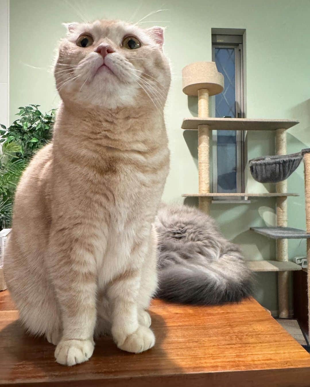 金太さんのインスタグラム写真 - (金太Instagram)「昨夜は夜中2時に蒼太andすずの運動会が始まり、すずちゃんが猛スピードで2階に駆け上がりキャットタワーにタッチ🗼その勢いでタワーが倒れました。(ダンボール製なので壊れず、怪我なし)  2時間置きに起こされ、私が起きると金太に🍴ご飯と勘違いされて4時と6時にウエットをあげることに、、、。  まだ家だけど、もう帰りたい💤🏠 そして遅くなりましたが、おはようございます。 皆さま、良い1日を✨  ＿＿＿＿＿＿＿＿＿＿＿＿ ＼ねこの金太と蒼太とすず／ ▶︎ @vvviopw ◀︎ 金太（9）スコティッシュ 蒼太（7）ラガマフィン すず（1）みけねこ ＿＿＿＿＿＿＿＿＿＿＿＿  #スコティッシュフォールドの金ちゃん#スコティッシュフォールド#scottishfold #ラガマフィン #ねこすたぐらむ#catsofinstagram  #meowed#9gag #猫のいる暮らし　#ねこがいる生活　#三毛猫　#calico #三毛猫すず」12月11日 7時54分 - vvviopw
