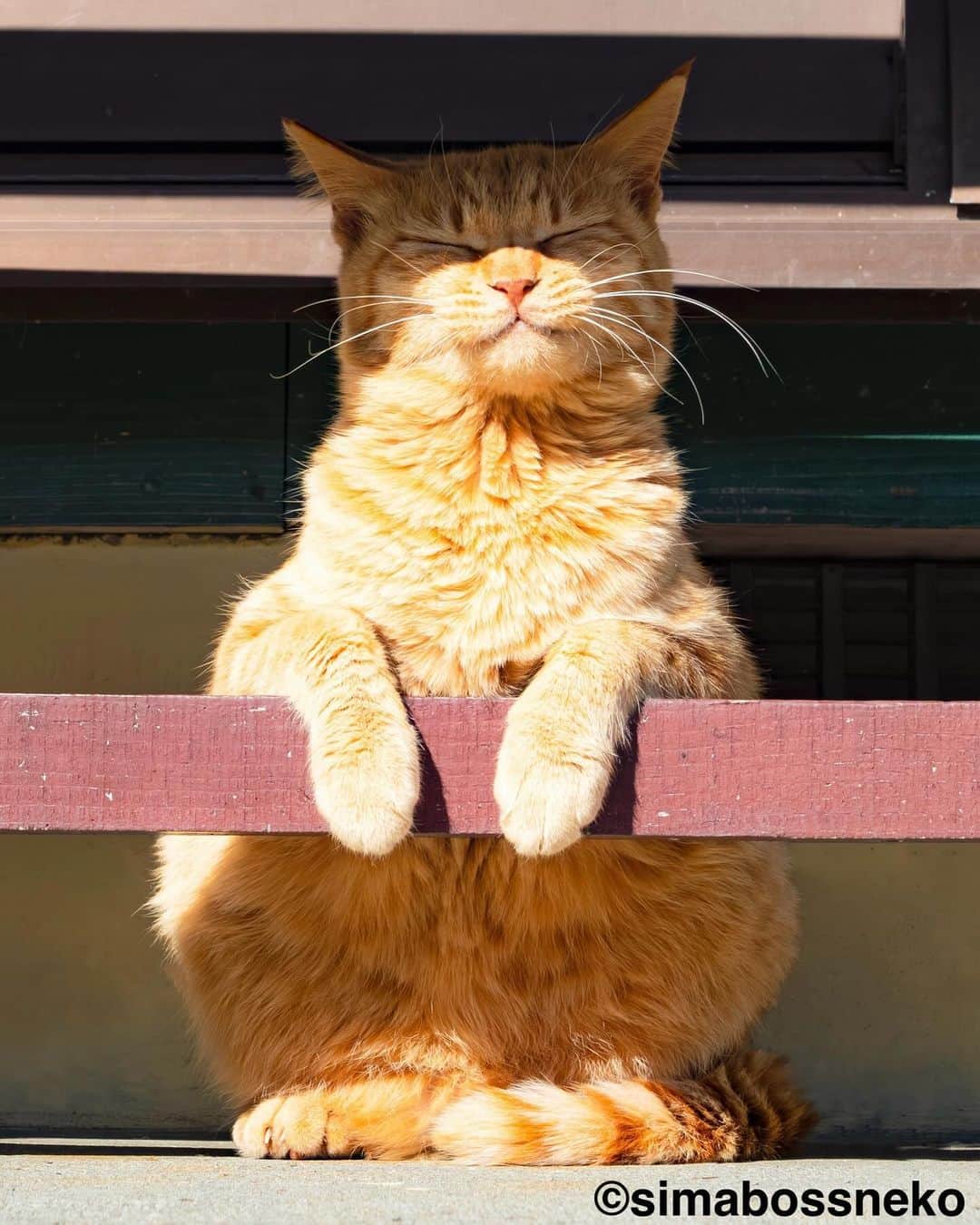 simabossnekoさんのインスタグラム写真 - (simabossnekoInstagram)「・ まったりにゃ😽💓 Chill out✨ Swipeしてね←←🐾  ※写真は、ほっこり島猫週めくりカレンダー2024より  \ 在庫が少なくなってきた作品も/ カレンダーの購入をご予定の方はお早めに🐾  🐱カレンダーラインナップ 【さちカレンダー2024】 ・愛らしい島猫"さち"の姿をおさめています🗓️ ・枚数28枚(両面仕様 計56面) ・初の"週めくり"カレンダー✨ 卓上B6 ●minne、メルカリShops内"simabossneko's shop"にて  ※大分・深島公式サイト、Cafeむぎでも数量限定で販売中🐾  ・ 【ほっこり島猫週めくりカレンダー2024】 ・53週、ふくふく仲良し。選りすぐりの島猫たちがいっぱい🙌 ・枚数28枚(両面仕様 計56面)の週めくりカレンダー ・六曜、祝日付き 卓上B6 ●minne、メルカリShops内"simabossneko's shop"にて  ・ 【なかよしすぎる島猫カレンダー2024】 ・MdNコーポレーション製作 ・六曜、二十四節気、雑節、朔望（月相）、イベント、前後月掲載 ・自由に書き込めるフリースペースを用意 ・サイズ：縦30×横40cm（展開時60×40cm） ◎壁掛月めくり ●Amazon、楽天ブックス等にて  ・ 【ほっこりゆったり毎日島猫日めくりカレンダー2024】 ・翔泳社製作 ・毎日違う島猫の写真が楽しめる366日！ ・お散歩、昼寝、仲良し、じゃれ合いなどなど、様々なシーンを掲載 ・縦100×横140mm、天糊綴じ、370P、スタンド付き ◎卓上日めくり ●Amazon、楽天ブックス等にて  ・ 【日なたぼっこ猫だよりカレンダー2024】 ・アクティブコーポレーション製作 ・毎年好評のシリーズ。のんびりだらだらな猫たちが、癒しと、人生をちょっとよく生きるメッセージを送ります。 （カレンダー内には 7枚、simabossnekoの写真が採用されています）  ◎卓上月めくり、壁掛月めくりの2タイプ ●ハンズ、アクティブコーポレーション公式ショップ等にて  ☆毎日島猫日めくりカレンダーと日なたぼっこ猫だよりは、さちカレンダーや島猫週めくりカレンダーとのセットを、simabossneko's shopにて販売中✨  ★minne、メルカリShopsへは @simabossneko または @p_nyanco22 のプロフィールリンクからご覧いただけます。  🔍メルカリは、アプリ立ち上げ後「simabossneko's shop」で検索してみてください。  👉ストーリーハイライトにも、ショップへのリンク(minne)があります。そちらも是非ご覧ください。  ・ 2024calendars🗓️ Our stock is limited, so you should act now before it is too late!  ●Island Cats Weekly Calendar 2024 53weeks, A lot of selected island cats photos❣️  ●Sachi Weekly Calendar 2024 It is a calendar that shows the lovely island cat "Sachi"💓  These are desktop, B6 size. 28 sheets (56 sides in total with double-sided specifications) Weekly calendar.   We also sell a great set with “Hinatabokko Nekodayori Calendar” and “366days Island cats Day to Day Calendar” 🐾  The 2024 calendars are sold at minne "simabossneko's shop"  ●Shop URL https://minne.com/＠simabossneko  🇺🇸🇰🇷🇹🇼🇭🇰🇦🇺🇫🇷🇩🇪🇮🇹etc. It is possible to purchase and ship the works from overseas. ※ Shipping fee will be charged separately.  You can reach the shop from the profile link of @simabossneko or @p_nyanco22   And, Story highlights also have a link to the shop. Please take a look there too.  ・ #しまねこ #島猫 #ねこ #猫写真 #cats_of_world #catloversclub #pleasantcats #catstagram #meowed #ig_japan #lumixg9」12月11日 8時01分 - simabossneko