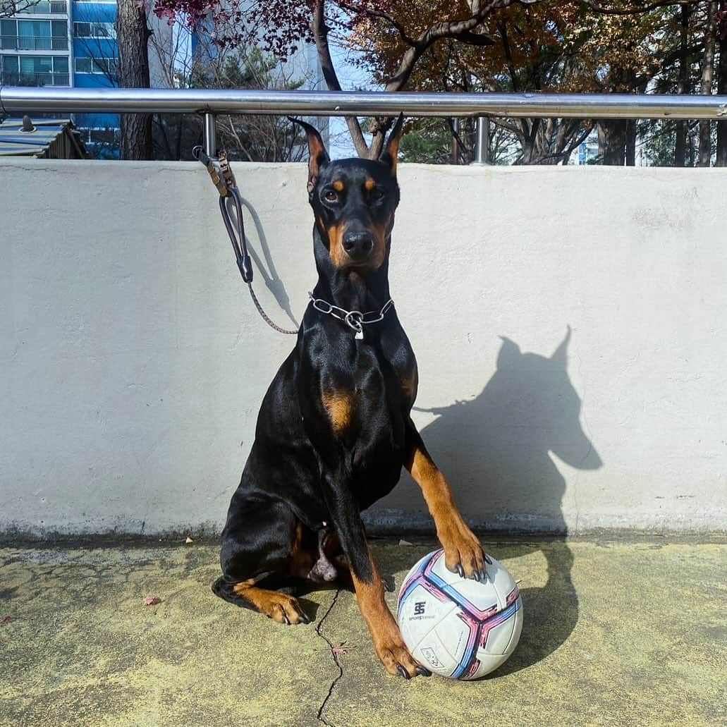 鄭大世さんのインスタグラム写真 - (鄭大世Instagram)「멋있네  かっけー  #doberman  #大型犬のいる生活#」12月11日 10時16分 - chong_tese