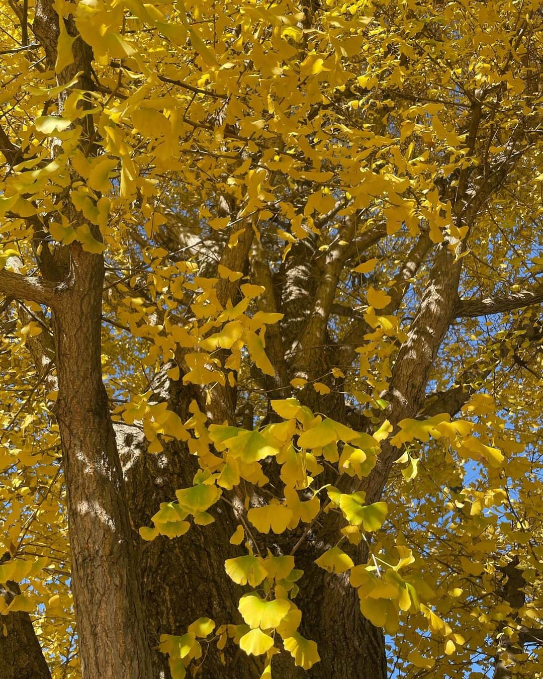 エリカ・セイラさんのインスタグラム写真 - (エリカ・セイラInstagram)「Gingko leaves carpet💛  #いちょう並木 #イチョウ並木 #銀杏並木 #外苑前いちょう並木 #いちょう並木 #gingko #紅葉 #紅葉狩り #紅葉スポット #外苑前 #青山 #青山一丁目 #gingkoleaves #autumnleaves #インフルエンサー #お出かけスポット #インスタ映え #ロングコート #フォトスポット #ニットワンピース #冬コーデ #白コーデ #ホワイトコーデ #東京カメラ部 #外苑いちょう並木 #港区おでかけスポット #tokyo #tokyojapan #japantravel #tokyophotography #tokyotrip」12月11日 10時18分 - erica_sarah_