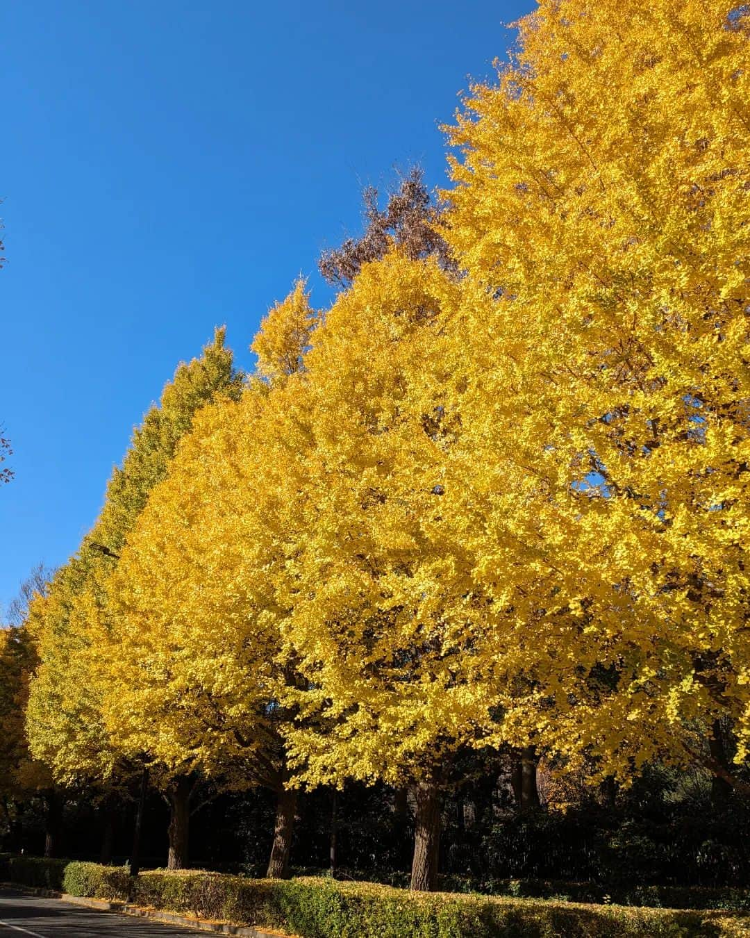 東京都庭園美術館さんのインスタグラム写真 - (東京都庭園美術館Instagram)「＼🍂秋の見どころをお届け📍本日は休館日／#庭園の四季シリーズ  当館の正門沿いにある大きなイチョウ並木もそろそろ見納めです。 本日はあいにくの曇り空ですが、黄金色のイチョウと青空のコントラストは格別です。写真を撮ったり一息ついたりと、#東京都庭園美術館 でくつろぎの時間をお過ごしください。  📣 12月12日（火）からはお庭のみの公開です  #旧朝香宮邸 #庭園 #茶室 #東京 #紅葉 #お散歩#tokyometropolitanteienartmuseum #teienartmuseum #garden #tokyo #tokyomuseums #Teien40th #mapple」12月11日 10時39分 - teienartmuseum