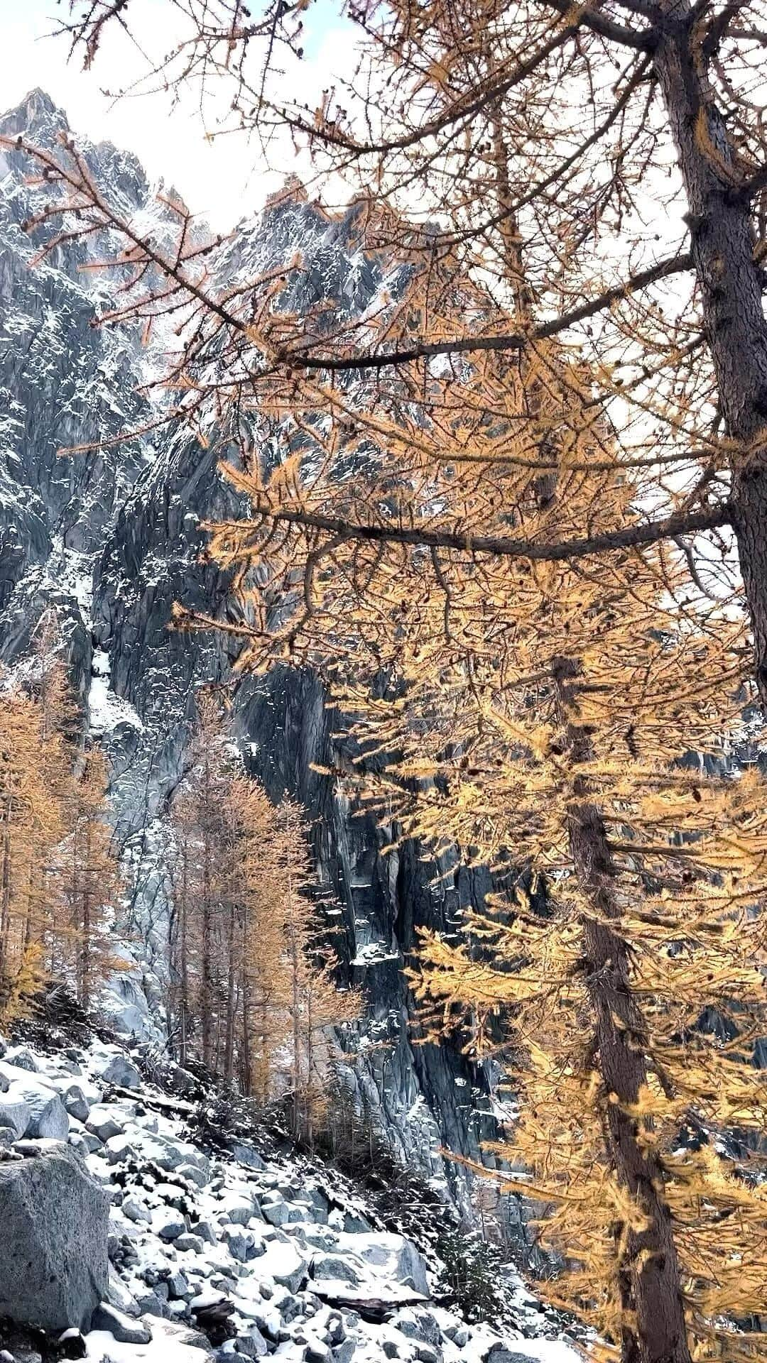 National Geographic Travelのインスタグラム：「Video by @steven_gnam | The North Cascades glow as subalpine larches (Larix lyallii) turn from green to gold. When running in the mountains, I soak in these ephemeral colors that will soon be buried under winter snow.」