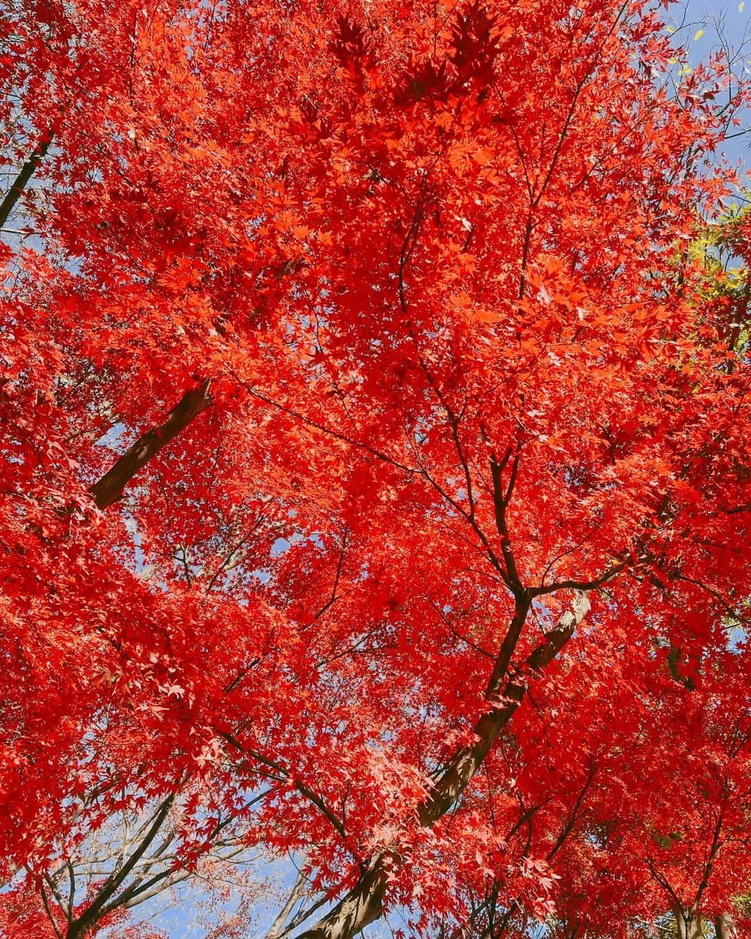 藤澤ノリマサのインスタグラム：「*  ジョギング中に素敵な景色を見たので共有🍁  【コンサート公演情報】 BSフジ主催「藤澤ノリマサ 15th Anniversary Concert～eternità～」  〈東京〉紀尾井ホール 2024年1月7日（日）開場13:30／開演14:00  〈大阪〉住友生命いずみホール 2024年1月20日（土）開場13:30／開演14:00  詳細はプロフィールのリンクからご覧ください🔗  #桑山哲也 さん #福長雅夫 さん #森丘ヒロキ さん #藤澤ノリマサ #コンサート #絶対に #来ないと #損するよ #会場で #お待ちしてます #来てね #紅葉 #綺麗だった #思わず #立ち止まって #撮影  *」