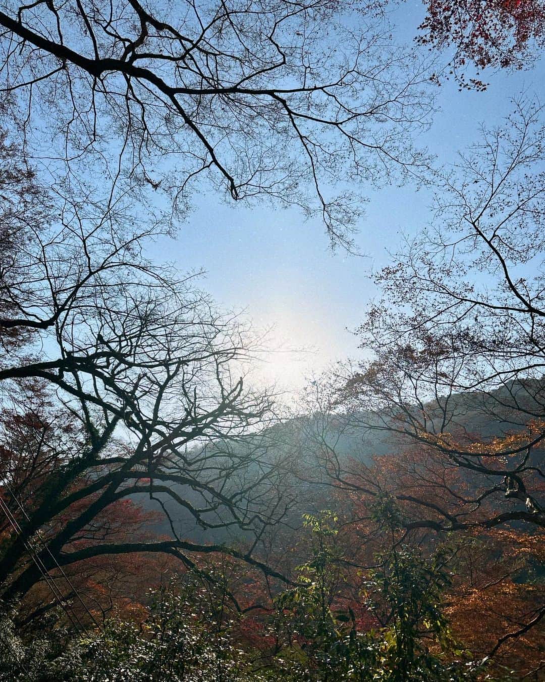 西山茉希さんのインスタグラム写真 - (西山茉希Instagram)「秋🍂 もみじ🍁 深呼吸🌬️🫧🤍」12月11日 13時28分 - maki.nshiyama50