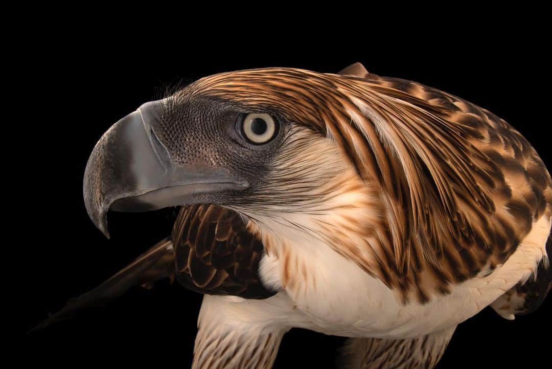 Joel Sartoreのインスタグラム：「In addition to being one of the largest eagles in the world, the Philippine eagle is visually striking with its massive black bill, fringe-like leg feathers, and long brown head feathers. Found on just four islands in the Philippines, this remarkable and critically endangered bird is what researchers call an umbrella species - a species whose protection leads to the protection of many other species that share the same habitat. Photo taken @phileaglefdn.  This December, we’re counting down to the anniversary of the Endangered Species Act on December 28th. Each day, we’ll feature a different species protected by this act so you can learn more about their stories. #eagle #philippine #bird #animal #wildlife #photography #animalphotography #wildlifephotography #studioportrait #PhotoArk #HopeForSpecies @insidenatgeo」