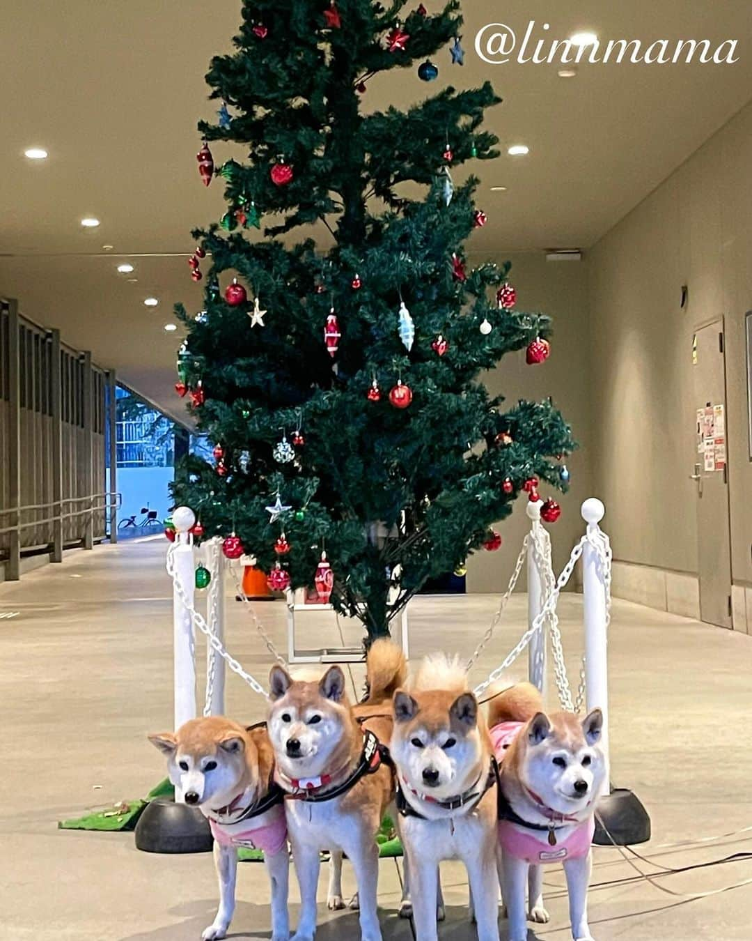 linnmamaのインスタグラム：「今日はクリスマスツリー🎄発見❣️〜夕方散歩の公園〜今年もツリー🎄と4柴たち🐕撮れました🥰〜麗がちゃんと食べられるようになったので、少しずつ量を増やそうと思っています😍〜このまま食欲が維持できればいいなぁ〜次の抗がん剤治療でまた振り出しに戻っちゃったら…なーんてネガティブなことは考えずに今できてることを喜ぼうと思います😍〜麗は頑張ってます👏〜今できることを精一杯、それで十分‼️〜今日も元気でありがとう❣️〜今夜の夜んぽ、カッパ隊で頑張ったよ🐾 ＊ ＊ ＊ #柴犬#dog #柴犬凜の勇気凜々every day #shibastagram #my_eos_photo #eosr6 #eosr10  #ドッグフォトグラファーズ #iphone12 #iphone12promax  #2024凜ファミリーカレンダー発売中 #プロフィール欄からどうぞ #Amazon、楽天でも販売中 #夕方散歩 #写活  #名城公園 #名城公園トナリノ」