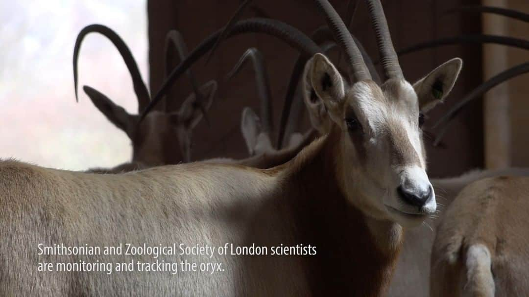 スミソニアン国立動物園のインスタグラム：「CONSERVATION SUCCESS: Today the IUCN announced the downlisting of the scimitar-horned oryx from Extinct in the Wild to Endangered. The Smithsonian's National Zoo and Conservation Biology Institute is proud to be a part of the Environment Agency – Abu Dhabi's ambitious reintroduction program in Chad. Through this program, Smithsonian scientists track reintroduced oryx and addax, both to monitor the reintroduced populations and learn more about their ecology and movement behavior. To date, more than 500 scimitar-horned oryx have been born in Chad as a result of this reintroduction program – a wild success for the future of this incredible species.」