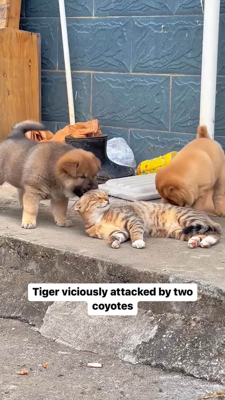 Cute Pets Dogs Catsのインスタグラム：「Tiger viciously attacked by two coyotes  Credit: adorable @ Passerby。 | DY (*read note below) ** For all crediting issues and removals pls 𝐄𝐦𝐚𝐢𝐥 𝐮𝐬 ☺️  𝐍𝐨𝐭𝐞: we don’t own this video/pics, all rights go to their respective owners. If owner is not provided, tagged (meaning we couldn’t find who is the owner), 𝐩𝐥𝐬 𝐄𝐦𝐚𝐢𝐥 𝐮𝐬 with 𝐬𝐮𝐛𝐣𝐞𝐜𝐭 “𝐂𝐫𝐞𝐝𝐢𝐭 𝐈𝐬𝐬𝐮𝐞𝐬” and 𝐨𝐰𝐧𝐞𝐫 𝐰𝐢𝐥𝐥 𝐛𝐞 𝐭𝐚𝐠𝐠𝐞𝐝 𝐬𝐡𝐨𝐫𝐭𝐥𝐲 𝐚𝐟𝐭𝐞𝐫.  We have been building this community for over 6 years, but 𝐞𝐯𝐞𝐫𝐲 𝐫𝐞𝐩𝐨𝐫𝐭 𝐜𝐨𝐮𝐥𝐝 𝐠𝐞𝐭 𝐨𝐮𝐫 𝐩𝐚𝐠𝐞 𝐝𝐞𝐥𝐞𝐭𝐞𝐝, pls email us first. **」