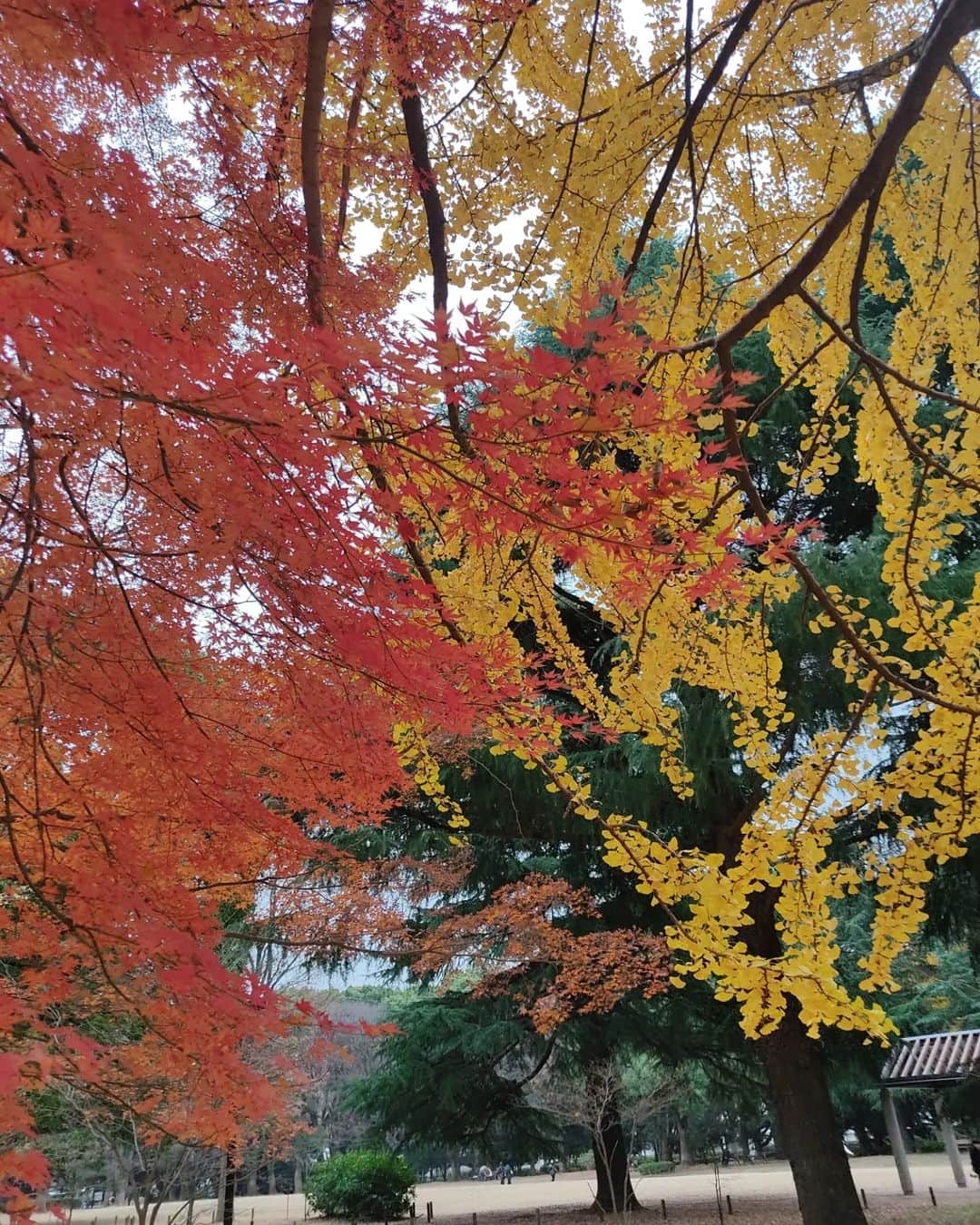 越中睦士さんのインスタグラム写真 - (越中睦士Instagram)「🍁」12月11日 15時47分 - makotokoshinaka