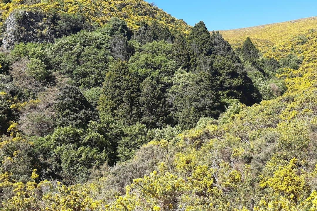 マックパックさんのインスタグラム写真 - (マックパックInstagram)「Today, we’re celebrating International Mountain Day, focused on restoring mountain ecosystems, with a project close to home.   Te Ahu Pātiki is 500 hectares of newly created public conservation land, including the summits of Te Ahu Pātiki/Mt Herbert and Mt Bradley, the two highest points in the Ōtautahi/Christchurch district, Aotearoa/NewZealand - the home of Macpac. The Macpac-supported project is facilitating the natural regeneration of native forests from a landscape that was mainly gorse. The ultimate goal of Te Ahu Pātiki is the complete restoration of the park’s indigenous flora and fauna to bring the Maunga back to its inherent natural state. The significant area holds the peninsula’s highest wetlands and a range of plant and invertebrate species that are unique to the site. A connection to existing protected land also means there will be conservation land from the summits to the sea.  Te Ahu Pātiki Charitable Trust was a Macpac Fund for Good recipient – our way of giving back to non-profit organisations whose core focus is a long-term positive impact. When you refuse a bag in the store, we donate $0.20 to the Fund for Good, and these are the sorts of projects the fund supports.   The restoration project, which also guarantees public access to the network of walking tracks, is visible from Ōtautahi’s port hills.」12月11日 16時02分 - macpac