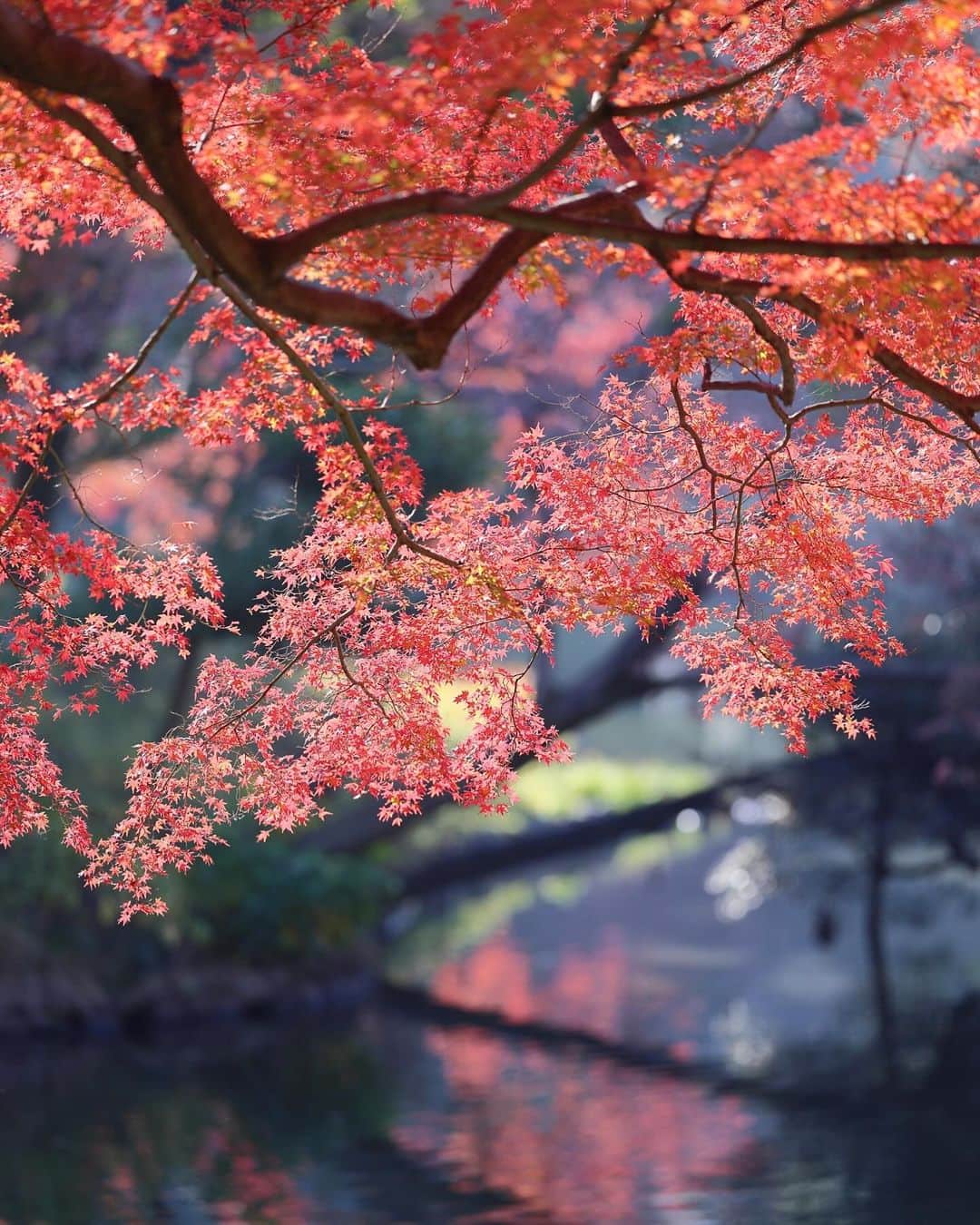 kiccyomuのインスタグラム：「☁️ 2023.12.11 Mon #小石川後楽園 も モミジ🍁が真っ赤っか📸 #紅葉 🍁が綺麗でした☺️  やっぱり… 天気の良い日の 明るいうちに撮影すると 紅葉🍁が綺麗に撮れますネ🤗  location #東京 ❣️ 📷撮影 2023年12月9日」