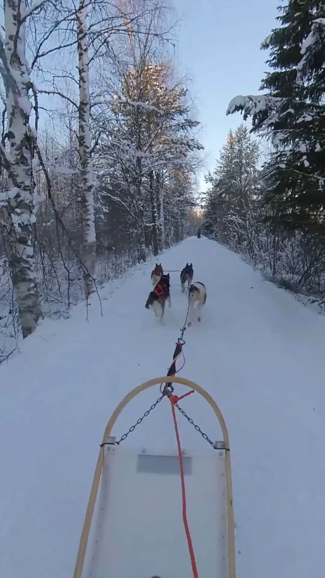 フィンランド政府観光局のインスタグラム：「🐾雪に覆われた真っ白な森でハスキーぞりを楽しんでから、昔ながらの小屋で温かいおやつをいただいてリラックス。 1日の終わりにガラスのキャビンに泊まって暖かいお部屋からオーロラを見る…。最高の1日ってそんな日かもしれません。  フィンランドで冬に楽しめることは尽きることは山ほどあります！冬のアクティビティはフィンランド中どこでも楽しめます。❄️🇫🇮  冬のフィンランドでやってみたいと思うアクティビティ、よろしければ教えてください。  📸: @dave.cad #VisitFinland #フィンランド #ハスキー #オーロラ」