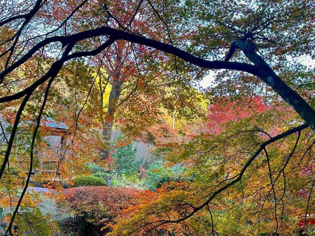 穂川果音さんのインスタグラム写真 - (穂川果音Instagram)「紅葉の季節はほぼほぼ終わりですね🍁 今年は暖かかった影響もあり、紅葉の時期かいつもより遅いと感じました！ あとは、夏の暑さで少し葉の大きさが小さいものがあったり、焼けてしまっているものもあり、紅葉の予想が難しかったなぁと感じてます😇  また来年も綺麗な紅葉見にいけますように✨  The season autumn leaves is almost over I hope I can see the autumn leaves next year too✨  #熱海梅園　#japanautumnleaves #紅葉　#japantrip #旅が好き」12月12日 1時01分 - hokawakanonn