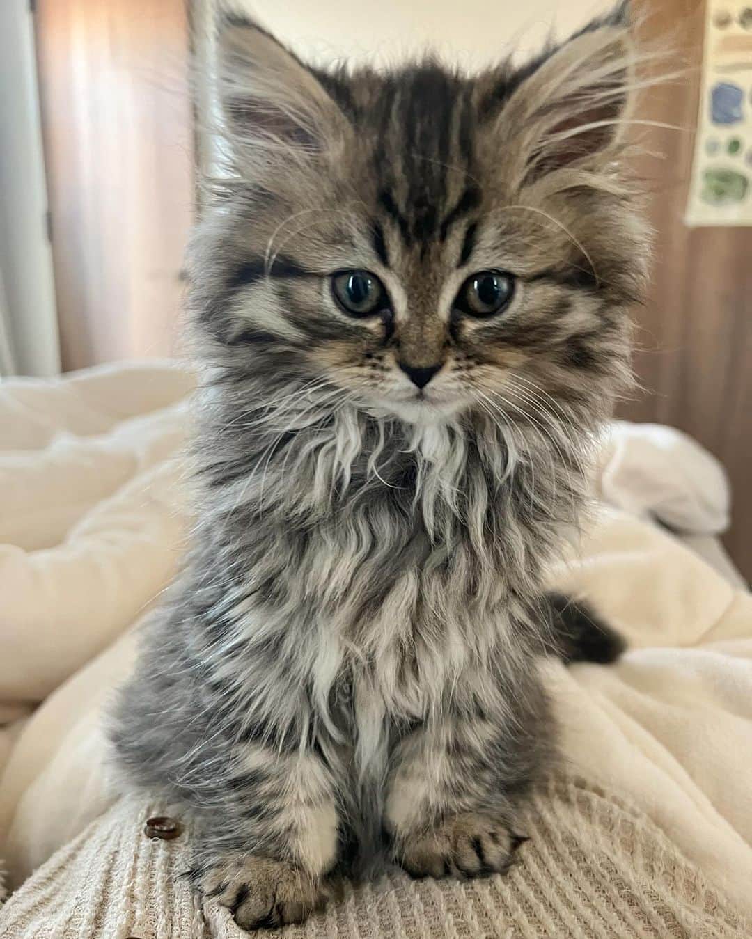 mananailsさんのインスタグラム写真 - (mananailsInstagram)「ブルーム家新メンバー サイベリアンのチェバピちゃん♀です🐈🤎  チェバピの里親になり我が家に来てから早10日、 やんちゃでおてんばで甘えん坊でよく寝て かわいくてかわいくて夫婦でメロメロです🥹💗 寝てる時は触りたい放題💗  "チェバピ" とはクロアチア料理の名前で、 ドイツとクロアチアのハーフの夫の大好物😋🇭🇷 (チェバプチチとも呼ばれています)  Instagram始めたのでフォローしてね😽 @cevapi_siberian  ママとかわいい妹と育ったチェバピを引き離してしまい 1人だとやっぱりかわいそうなので 保護猫施設に行ったりSNSで探したり 兄弟探し中です😌 (チェバピのワクチンが終わって免疫付いたらかな💓)  しばらく猫の話ばかりになると思いますが😂 猫好きな方はお付き合いください😌💕  ㅤ #siberian #siberiancat #siberiankitten #cat #kitten #kitty  #ねこ #ねこすたぐらむ #ねこのいる生活 #子猫 #こねこ #サイベリアン #サイベリアンフォレストキャット  #サイベリアン子猫 #もふもふ猫」12月11日 20時23分 - mananails